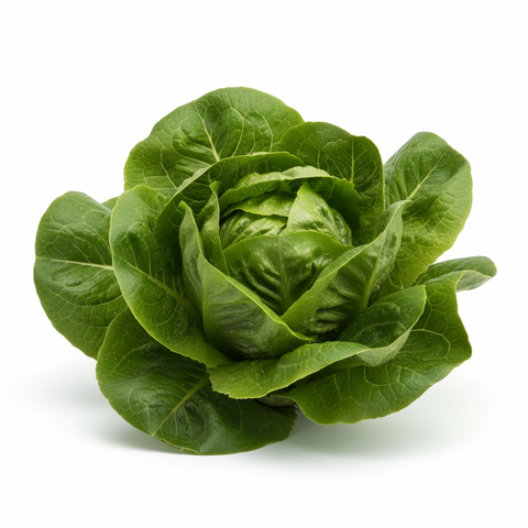 Lattuga gentile verde